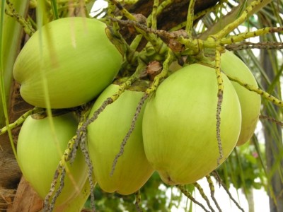 ކުރުނބާފެނުން އެތައް ފައިދާއެއް!