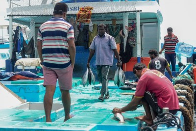 ރާއްޖޭން މަސް ބޭރުކުރި މިންވަރު 38 އިންސައްތަ ދަށްވެއްޖެ