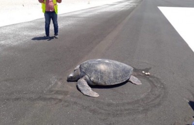 ބިސް އަޅަން މާފަރު ރަންވޭއަށް އެރިކަމަށް ބެލެވޭ ވެލާ މަރުވެފައި އޮއްވައި ފެނިއްޖެ