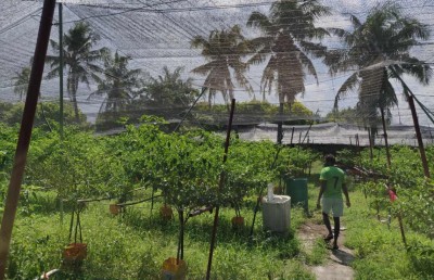 ކަނޑޫދޫ މިރުސް ދަނޑުތަކަށް، ފުރަތަމަ ފަހަރަށް، ހީނަރުކަން!