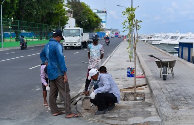 އެތައް ހާސް ގަހަކާ އެކު މާލެ ފެހިކޮށްލަނީ