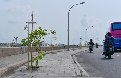 އެތައް ހާސް ގަހަކާ އެކު މާލެ ފެހިކޮށްލަނީ