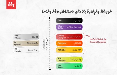 ނެތިދިއުމުގެ ބިރު ހީވެފައިވާ ދިރޭތަކެތި ކަނޑައެޅުމުގައި ބަލާނެ މިންގަނޑު އާންމުކޮށްފި