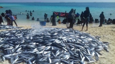 ހުޅުދެލި ފަޅުތެރެއިން ދެ ދުވަސް ތެރޭގައި 20،000 އަށްވުރެ ގިނަ ރާގޮނޑި ހިފައިފި