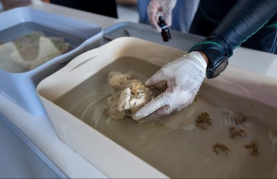 ކްރޮސްރޯޑްސް: އަންތަރީސްވާ ވަރުގެ ތަފާތު ދައްކާލައިފި!