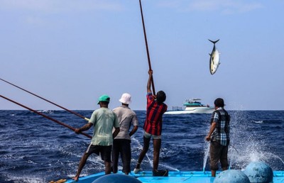 މަސްވެރިންނަށް އޮތް ހައްލަކީ މިއީ: ނުކިރެންޏާ ނުބާނާ!