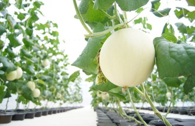 އެމްއައި ކޮލެޖުން ގަސް ހައްދަން ދަސްކޮށްދޭ ކޯހެއް ފަށަނީ