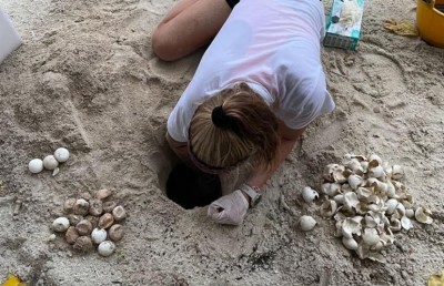 ކުޑަހުރަ އަށް ގެންދިޔަ ވެލާބިސްތައް ވިހައިފި