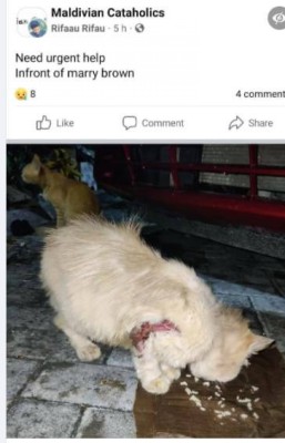 އަޅާލާނެ ބަޔަކުނެތި ބުޅާ ގިނަވަނީ، ޒިންމާވާނެ ބަޔަކު ވެސް ނެތް!