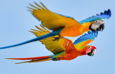 ފެރިދޫގައި ވިޔަފާރީގެ ބޭނުމަށް ޖަނަވާރާއި ދޫނިސޫފާސޫފި ގެންގުޅޭ ނަމަ ފީއެއް ނަގަނީ