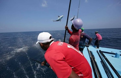 މަސް ގަންނަ ވަރު ހޮރައިޒަނުން ކޮންޓްރޯލް ކޮށްފި