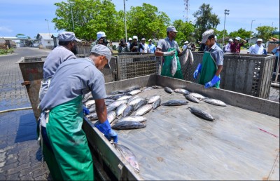 ފެށީ ވެސް 50 ޓަނުން، އަދިވެސް 50 ޓަނު: ލިބުނު ކުރިއެރުމެއް ނެތް!