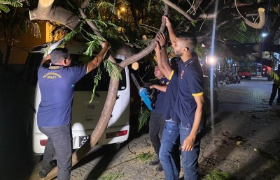 މާލޭގައި ބޮޑު ގަހެއް ވެއްޓި ވެހިކަލްތަކަކަށް ގެއްލުންވެއްޖެ