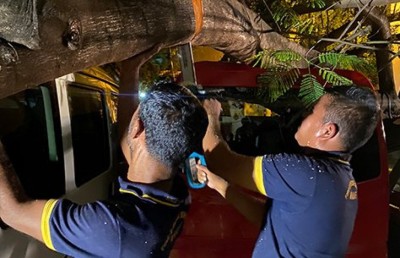މާލޭގައި ބޮޑު ގަހެއް ވެއްޓި ވެހިކަލްތަކަކަށް ގެއްލުންވެއްޖެ