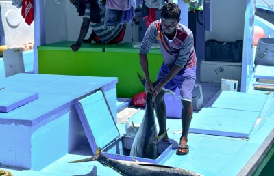 މަސްވެރިން މަސް ބާނަނީ އެކަމަކު އަގެއް ނެތް
