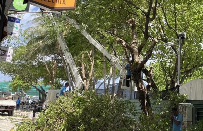 އަމީނީ މަގުގައި ހުރި ގަސްތައް ނަގައި ކުޑަގިރި އަށް ގެންދަނީ