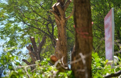 ގަސްތައް ނުނަގައި އަމީނީމަގު ހެދޭކަށް ނެތް: ރައީސް އޮފީސް