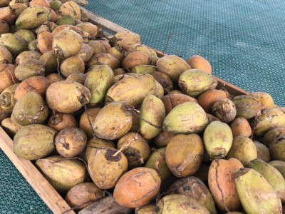 ކުރުނބާ، ގަބުޅި އަދި ކާށި، ވެމްކޯއިން މާ އަގުހެޔޮ