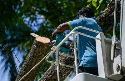 އާންމުންގެ ފާޑުކިޔުން ބޮޑުވެ، އަމީނީ މަގުގެ ގަސްތައް ކޮށައިދިނުން ސިޓީ ކައުންސިލުން ހުއްޓާލައިފި