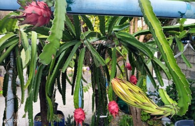 މި ގޭގައި ޑްރެގަން ފްރުޓް ކަނީ އަމިއްލަ އަށް ހައްދައިގެން