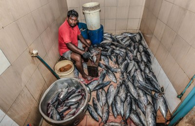 ސަމީއުބެ މަސްކެއްކުމުގައި ބައިގަރުނު
