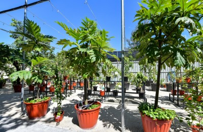 ހުއްދަ ނުނަގާ ގަހުގެ ވިޔަފާރިކުރާތީ ސިޓީ ކައުންސިލް 10،000ރ. އިން ޖޫރިމަނާކޮށްފި