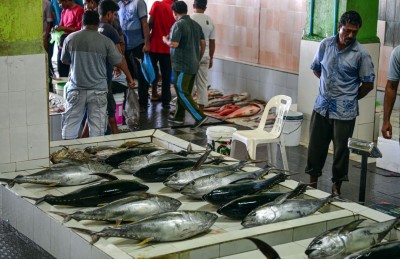 މަސް މާރުކޭޓް ބޭނުންކުރެވޭނެ ގޮތްތަކެއް ކަނޑައަޅަނީ