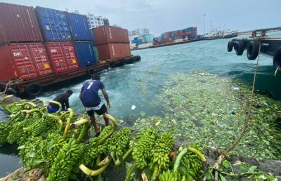ކަނޑަށް ދޫވި މޭވާތައް ނަގައި، ވެރިފަރާތާ ހަވާލުކުރަނީ