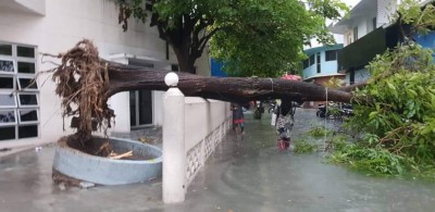 ވައިގަދަވެ ޝަހީދު އަލީ މިސްކިތުގައި ހުރި ގަހެއް ވެއްޓިޖެ