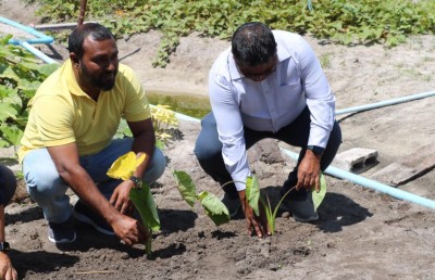 "ދިވެހި އަލަ"އިގެ ނިމުން، ދަނޑުވެރިންގެ ހައްލު އެފްރިކާއިން؟