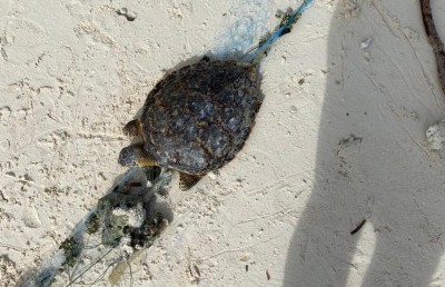 ހުޅުދޫ ފަޅުގައި އެޅި ދަލެއްގައި އޮޅި ވެލަޔާއި މިޔަރާއި މަޑިތައް މަރުވެފައި!