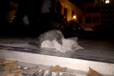 ބުޅާ މަރާ މައްސަލަ ސީރިއަސް މައްސަލައެއްގެ ގޮތުގައި ބަލަނީ