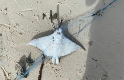 ހުޅުދޫ ފަޅުގައި އެޅި ދަލެއްގައި އޮޅި ވެލަޔާއި މިޔަރާއި މަޑިތައް މަރުވެފައި!