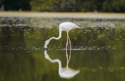 ފްލެމިންގޯތަކުގެ ފުރަތަމަ މަންޒިލަކީ މިފަހަރު ކުޅުދުއްފުށި!