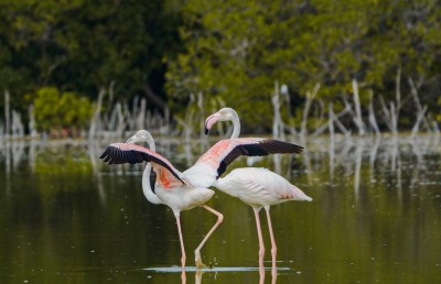 ފްލެމިންގޯތަކުގެ ފުރަތަމަ މަންޒިލަކީ މިފަހަރު ކުޅުދުއްފުށި!