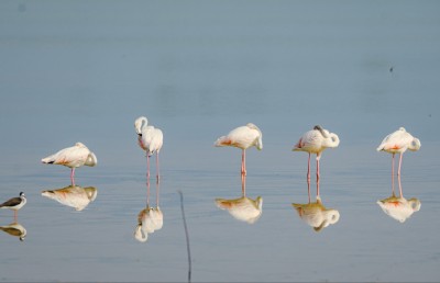 ފްލެމިންގޯތަކުގެ ފުރަތަމަ މަންޒިލަކީ މިފަހަރު ކުޅުދުއްފުށި!