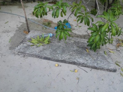ހިތާދޫގައި އަނބުގަހަކުން ޥެއްޓުނު މީހަކަށް އައިސީޔޫގައި ފަރުވާދެނީ