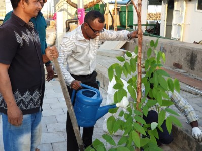 ރިންގް ރޯޑުގައި ގަސް އިންދަން ފަށައިފި