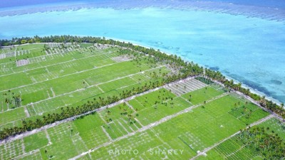 މިއަހަރުވެސް ރޯދައަށް ތޮއްޑޫގެ ދަނޑުތައް ފައްކާވެފައި