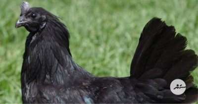 މި އިންޑޮނޭޝިއާ ކުކުޅު އެއްކޮށް ކަޅު