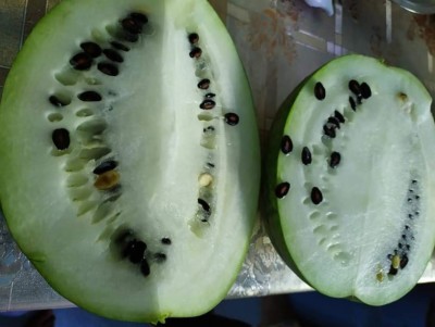 ތޮއްޑޫއިން މިފަހަރު ހުދު ކަރާ