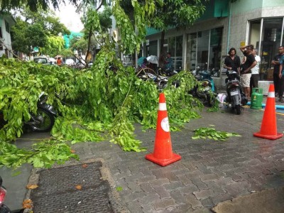 ފަރީދީމަގުގައި ހުރި ގަހެއްގެ ގޮފިގަނޑެއް ވެއްޓި މީހަކަށް އަނިޔާވެއްޖެ