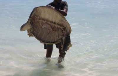 ލ. ގަމުގައި ވެލާތަކެއް މަރާލި މައްސަލައެއް؛ ޝައްކުކުރެވޭ ބަޔަކު ނެތް