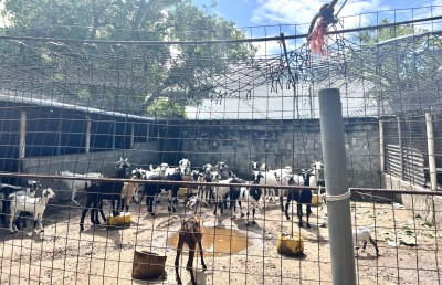 އިނގިރޭސި ޓީޗަރު ރިޓަޔާކޮށް ފެށީ ތަފާތު މަސައްކަތެއް