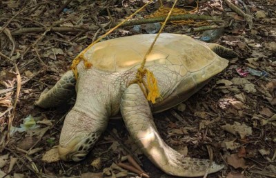 ހިމާޔަތްކޮށްފައިވާ ބާވަތްތަކަށް ގޯނާކުރުމުން ދެ ގާނޫނަކުން ދެ އަދަބެއް!