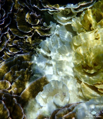 ފުޅަދޫގެ ރީތި މުރަކަ ބަގީޗާ ހުދުވަނީ