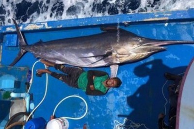 މަސްވެރިން ބޭނި 400 ކިލޯގެ ހިބަރު ވިއްކާލީ އެންމެ 4000 ރުފިޔާއަށް