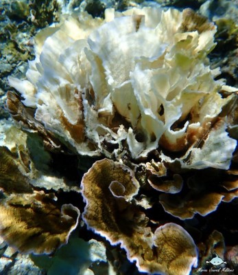 ފުޅަދޫގެ ރީތި މުރަކަ ބަގީޗާ ހުދުވަނީ