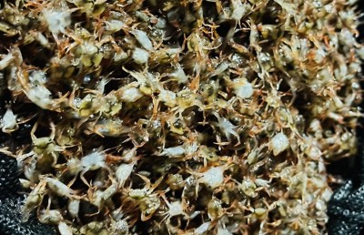 ކުދި ކަކުނި ލެއްގުން: ކިހިނެއް ވާ ކަމެއް؟