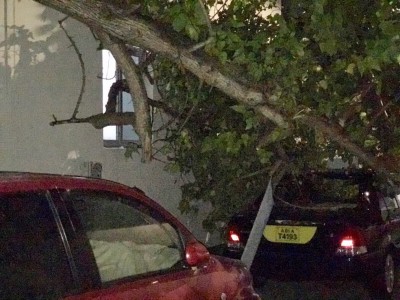 ކަލާފާނު ސްކޫލުގައި ހުރި ގަހެއް ވެއްޓި، ކާރަކަށް ގެއްލުންވެއްޖެ